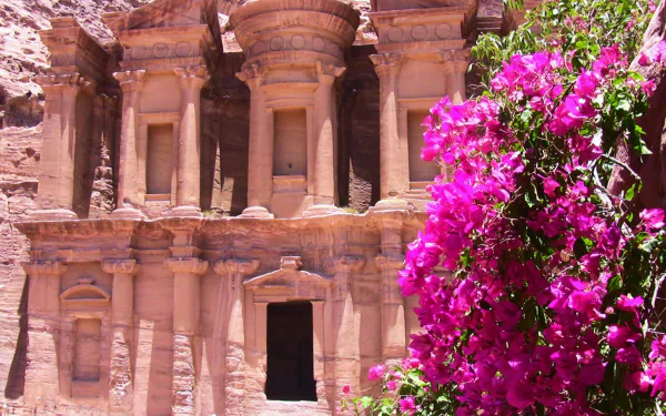HD PC desktop wallpaper/background of Petra's man-made rose sandstone façade with vibrant pink bougainvillea in the foreground