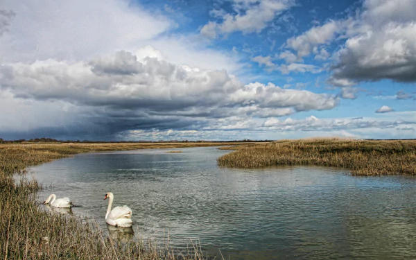 Pagham nature: scenic marsh with two swans on calm water beneath dramatic clouds — 5K Ultra HD PC desktop wallpaper/background.