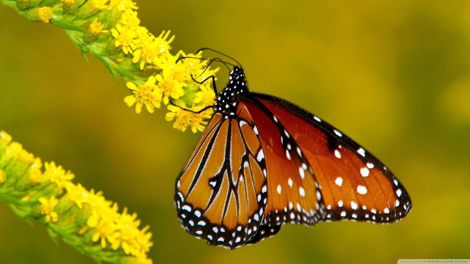 HD desktop wallpaper featuring a vibrant orange and black butterfly perched on a yellow flower, set against a blurred green background.