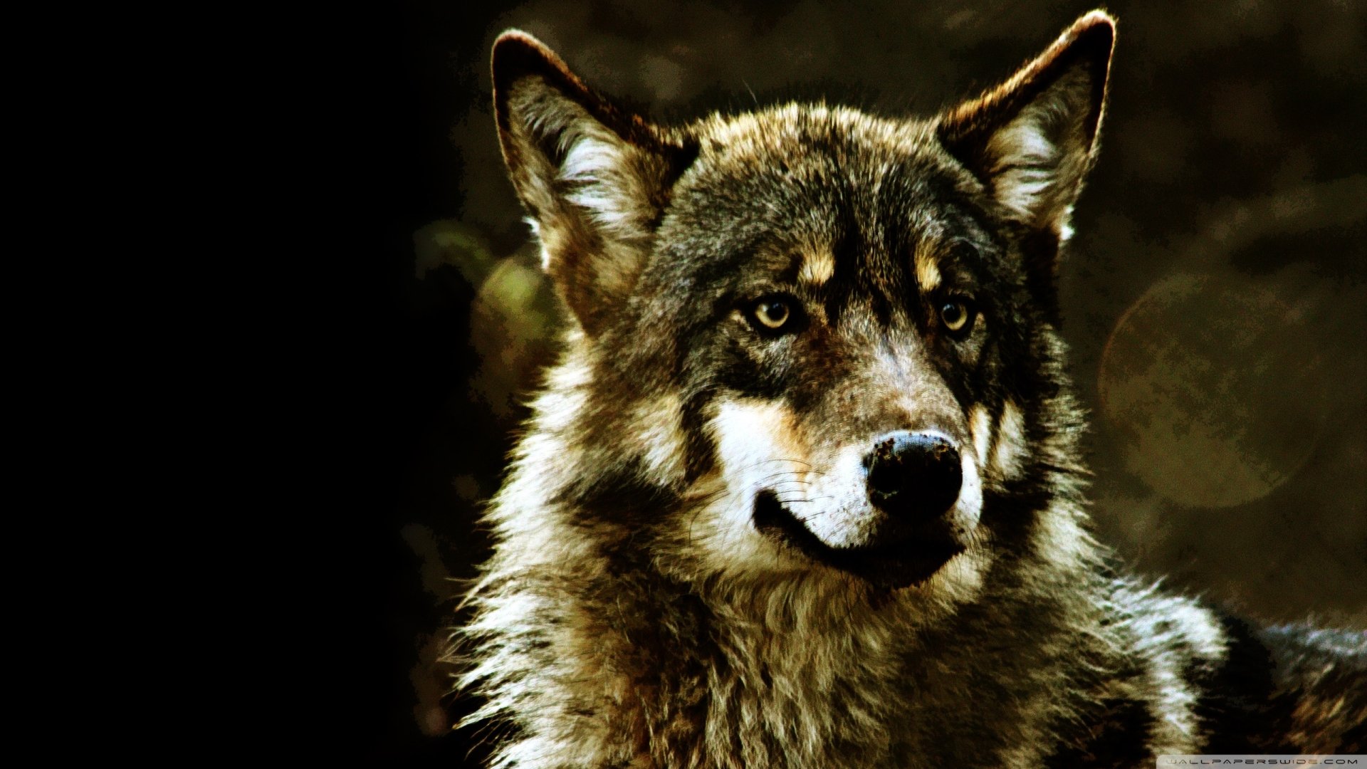 HD desktop wallpaper featuring a detailed close-up of a wolf with intense eyes against a dark, blurred background.