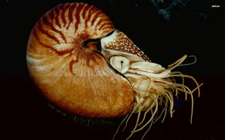 Animal cuttlefish HD Desktop Wallpaper | Background Image