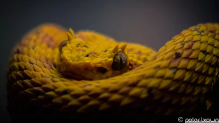 Close-up HD desktop wallpaper of a yellow eyelash viper coiled with detailed scales and sharp eyes, showcasing this venomous viper snake in vibrant colors.