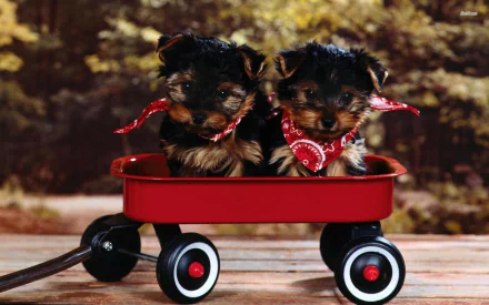 Two Yorkshire Terrier puppies wearing red bandanas sit inside a red wagon outdoors, captured in an HD desktop wallpaper featuring adorable dogs and nature.
