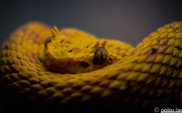 Close-up HD desktop wallpaper of a yellow eyelash viper coiled with detailed scales and sharp eyes, showcasing this venomous viper snake in vibrant colors.