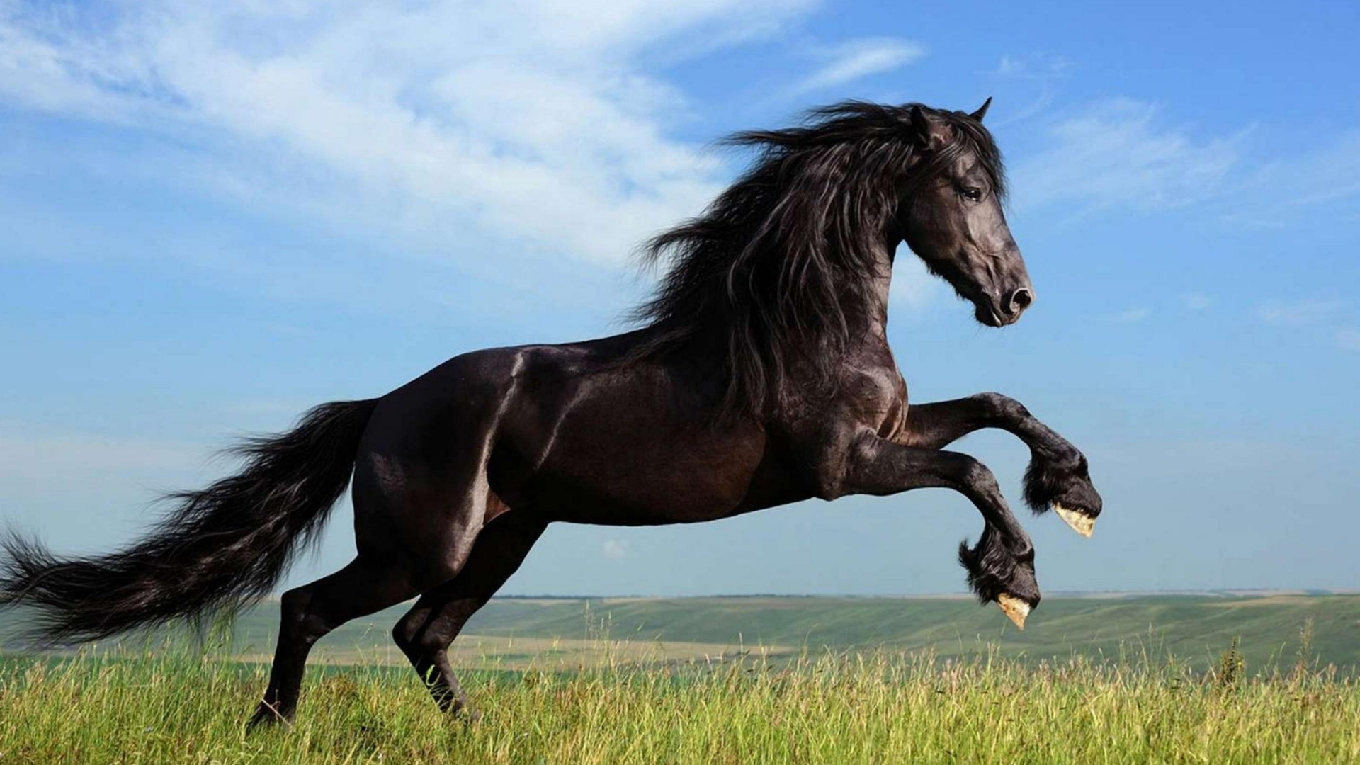 Download Animal Horse HD Wallpaper download-animal-horse-hd-wallpaper