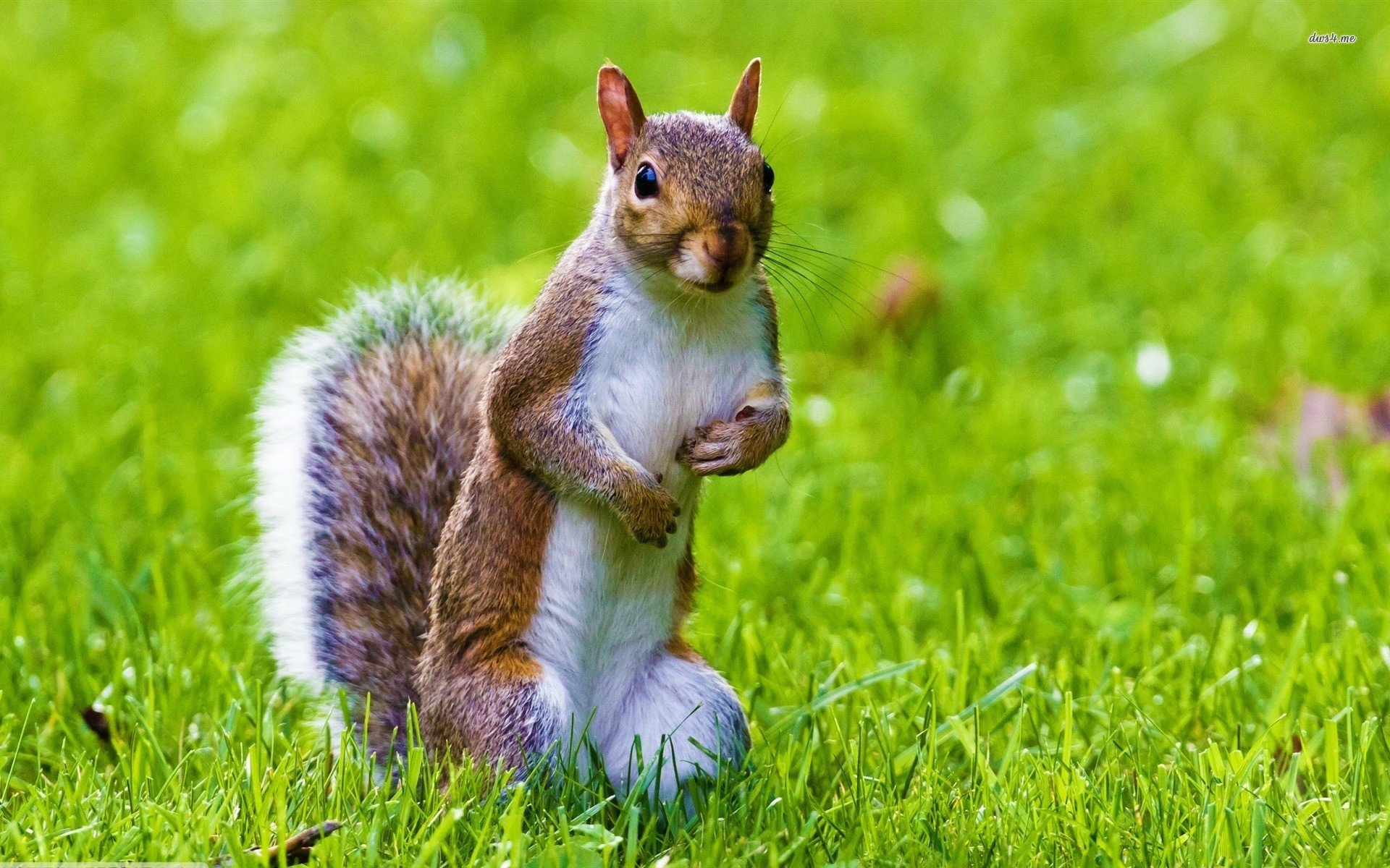 Download Animal Squirrel HD Wallpaper