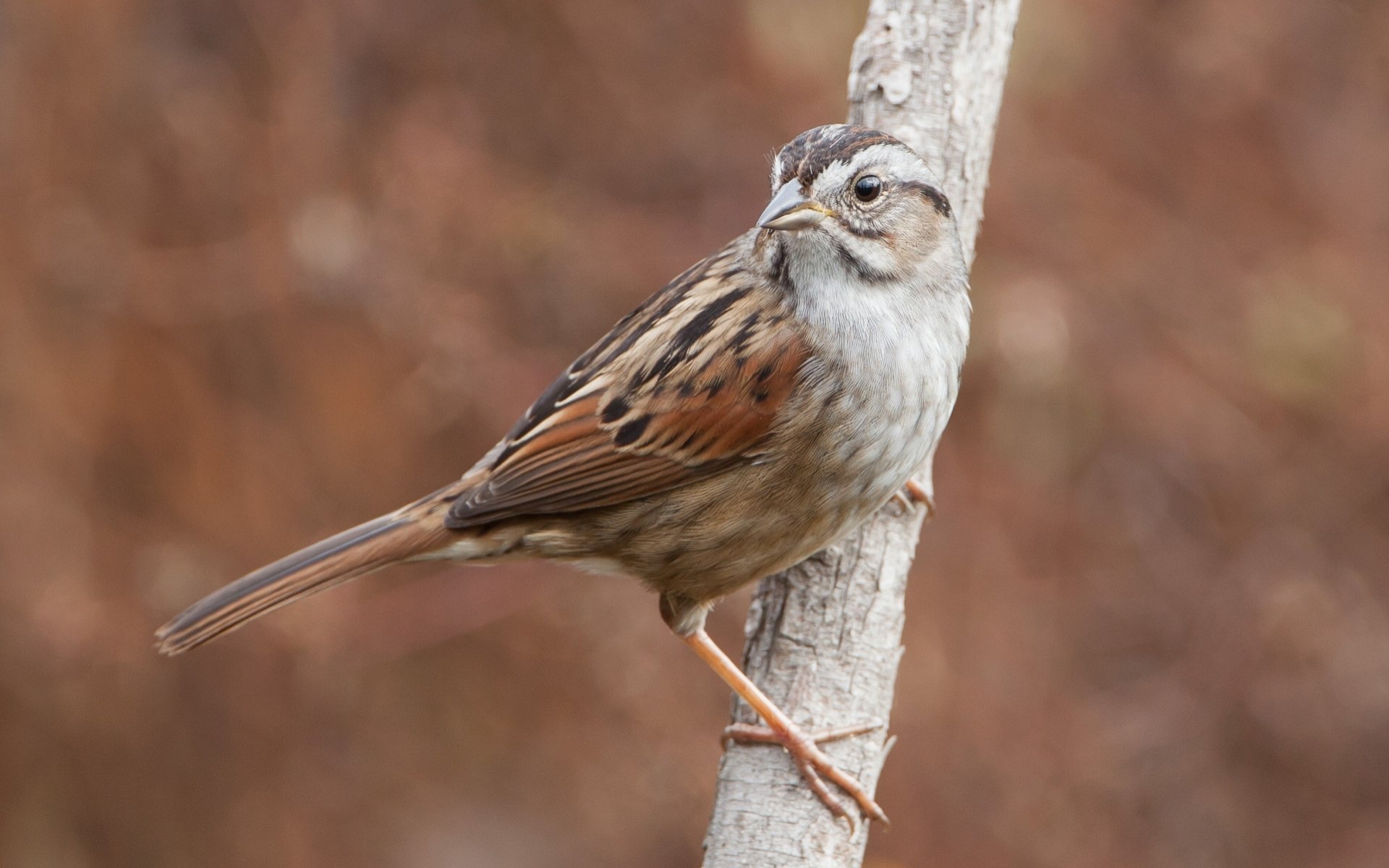 HD desktop wallpaper of a Swamp Sparrow perched on a branch, showcasing detailed feathers and a blurred natural background.