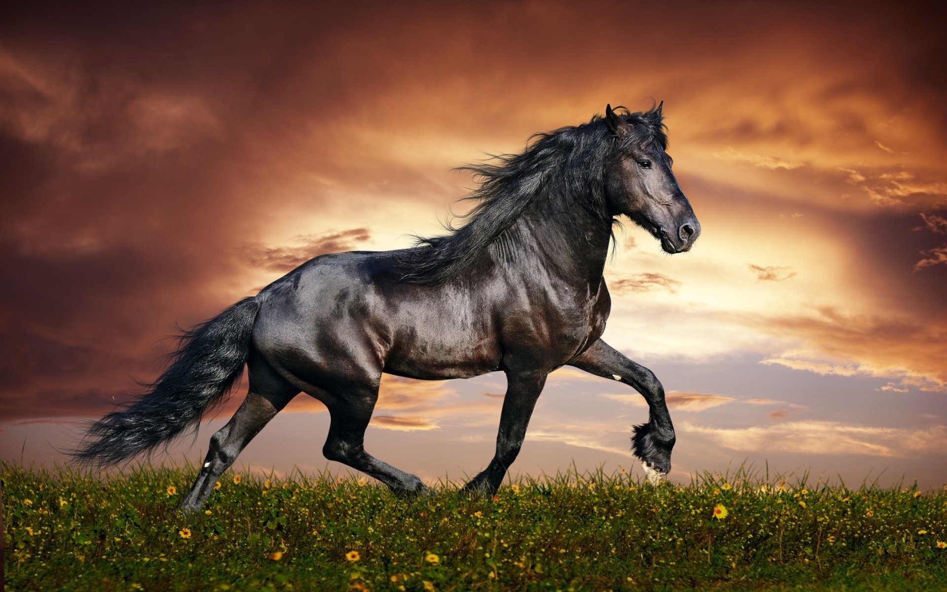 HD PC desktop wallpaper featuring a majestic black horse galloping across a grassy field under a dramatic, colorful sky at sunset.
