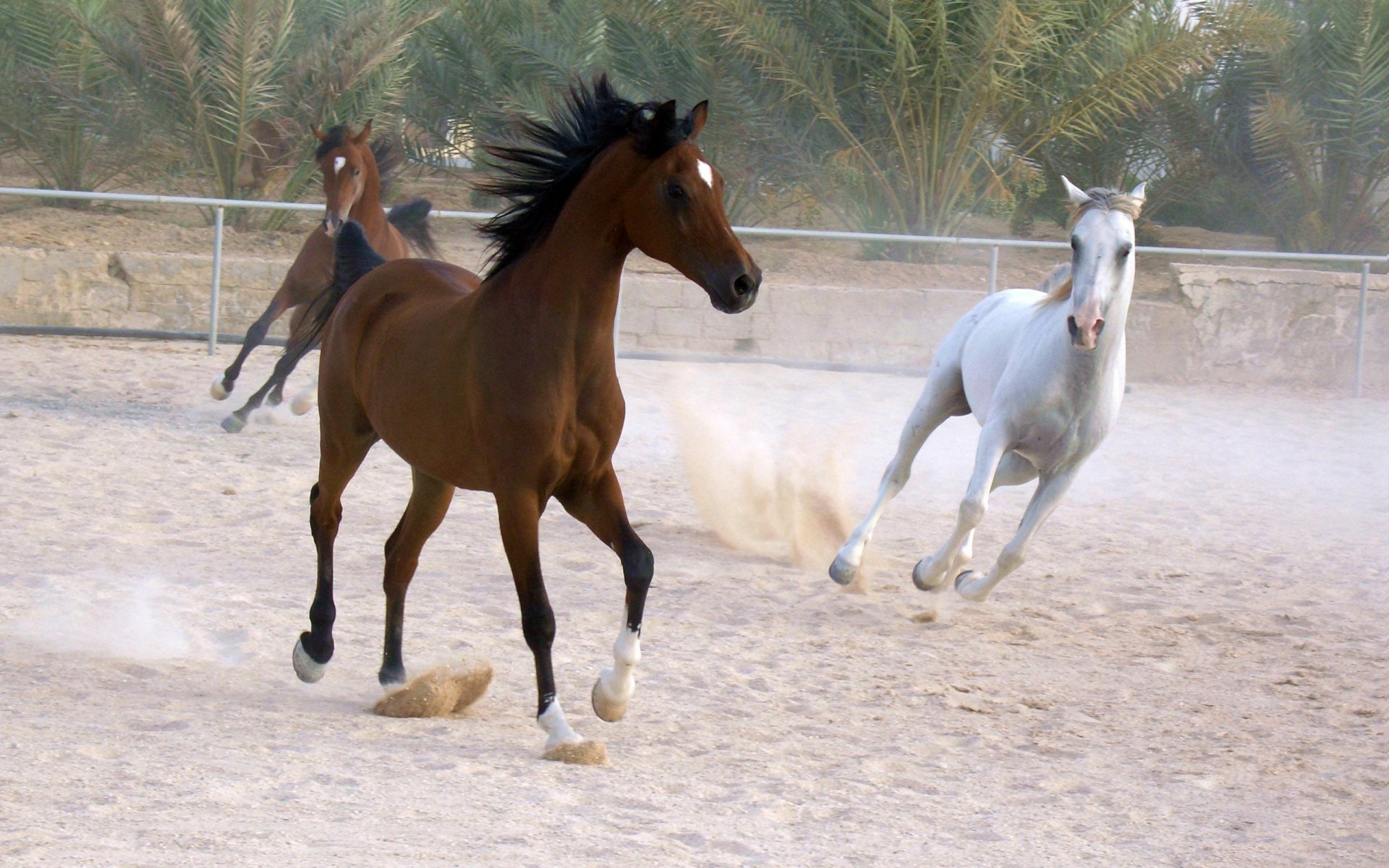 A dynamic scene featuring three horses running in a sandy arena, captured in high definition. The image makes a vibrant desktop wallpaper, celebrating the beauty of these animals.