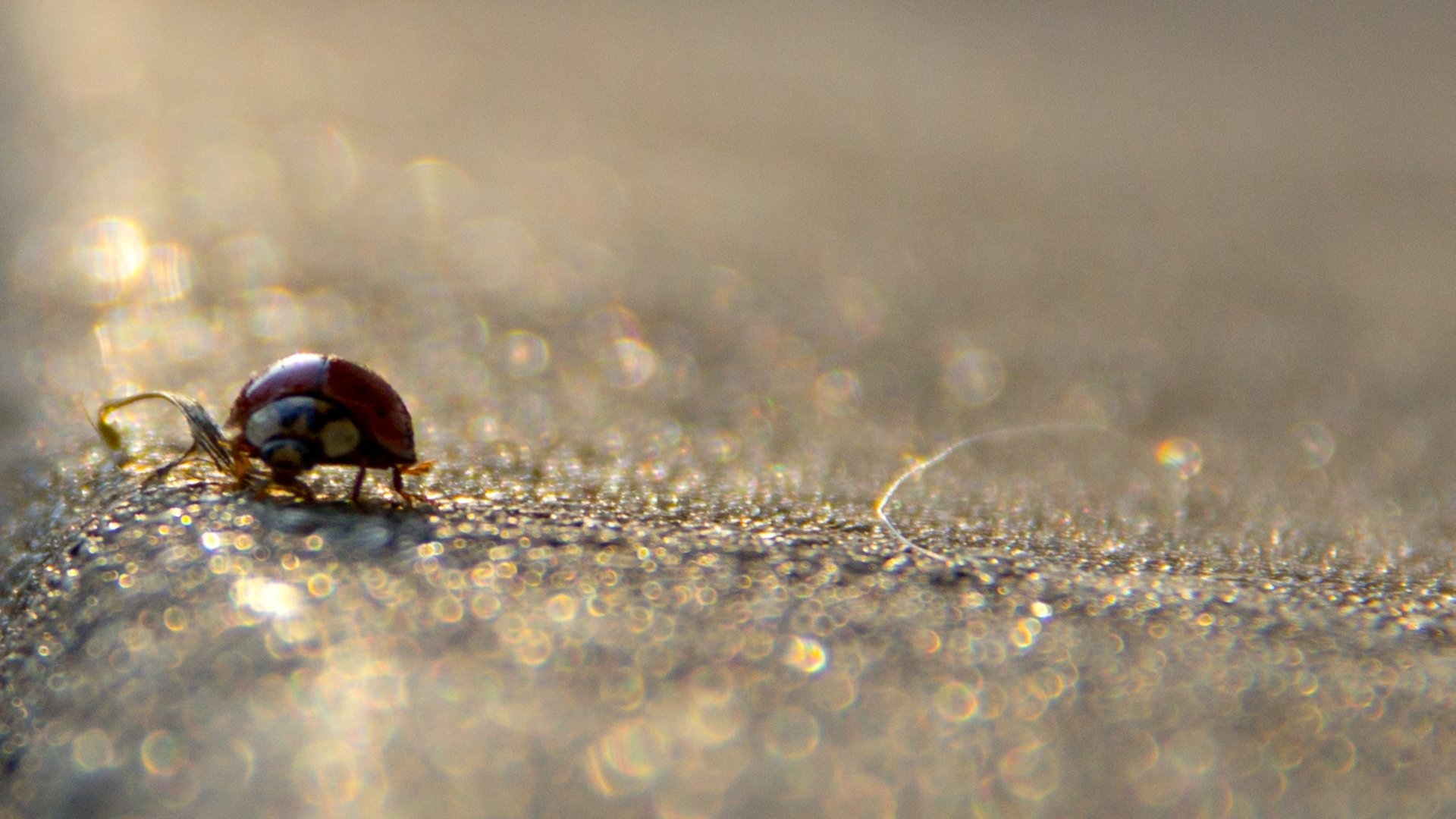 Download Animal Ladybug HD Wallpaper