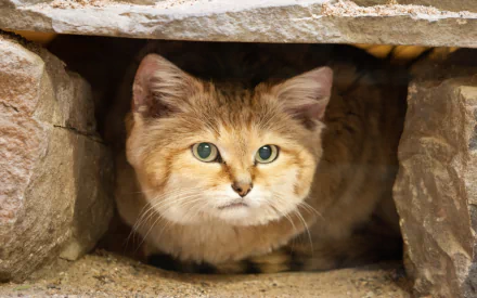 Animal sand cat HD Desktop Wallpaper | Background Image