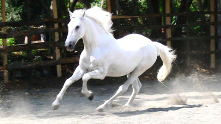 Animal horse white horse HD Desktop Wallpaper | Background Image