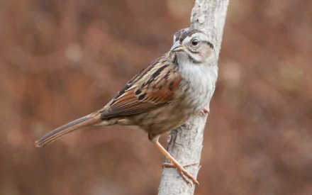 HD desktop wallpaper of a Swamp Sparrow perched on a branch, showcasing detailed feathers and a blurred natural background.