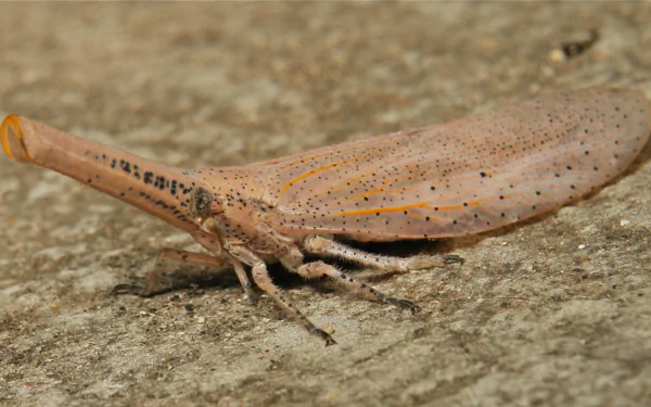 Animal lantern fly HD Desktop Wallpaper | Background Image