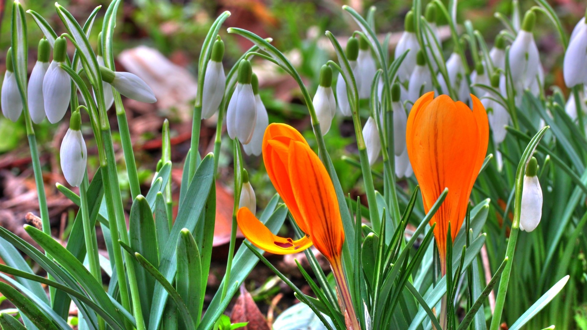 Crocus and Snowdrops HD Wallpaper | Background Image | 1920x1080