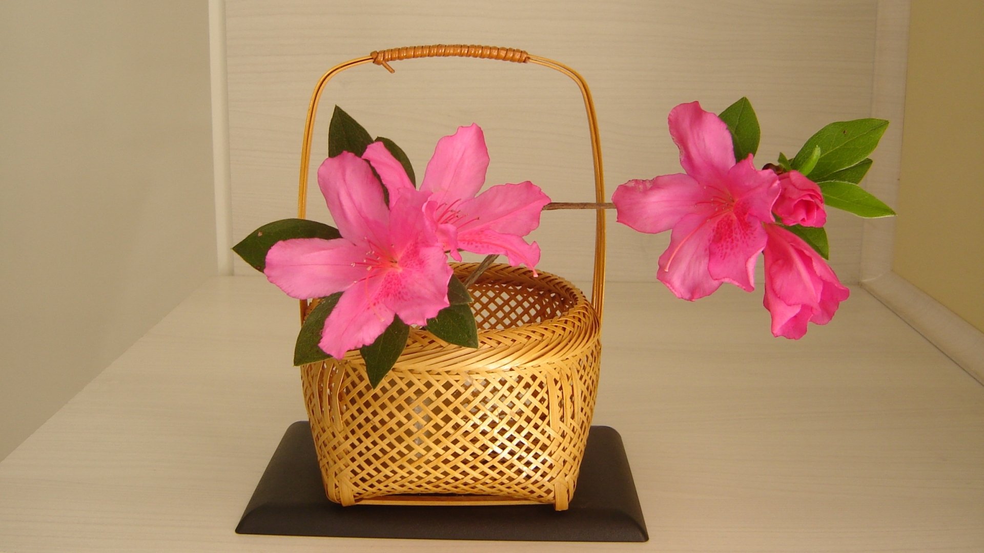 Download Nature Azalea HD Wallpaper