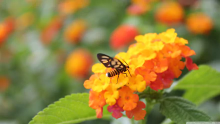 Animal insect HD Desktop Wallpaper | Background Image