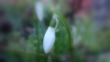 nature snowdrop HD Desktop Wallpaper | Background Image