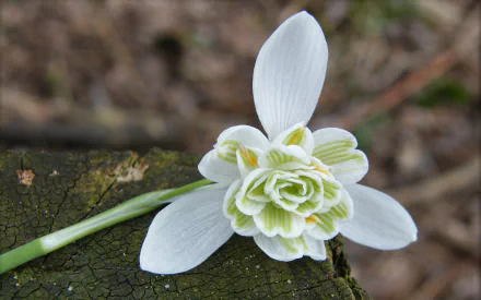 nature snowdrop HD Desktop Wallpaper | Background Image