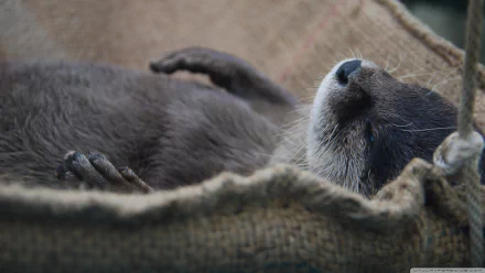 HD desktop wallpaper featuring a close-up of a resting otter nestled in a textured fabric, capturing the animal's peaceful expression and soft fur details.
