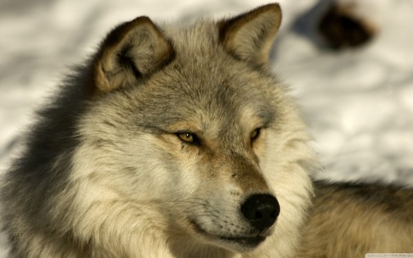 1070 Wolf HD Wallpapers Hintergr nde Wallpaper Abyss Seite 15