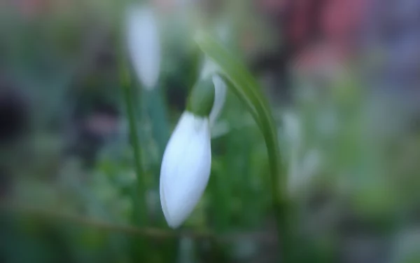 nature snowdrop HD Desktop Wallpaper | Background Image