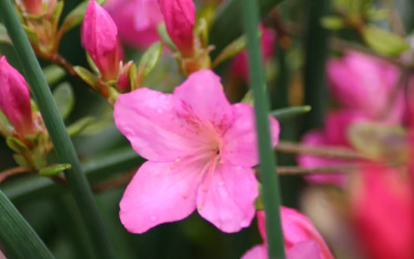 nature azalea HD Desktop Wallpaper | Background Image