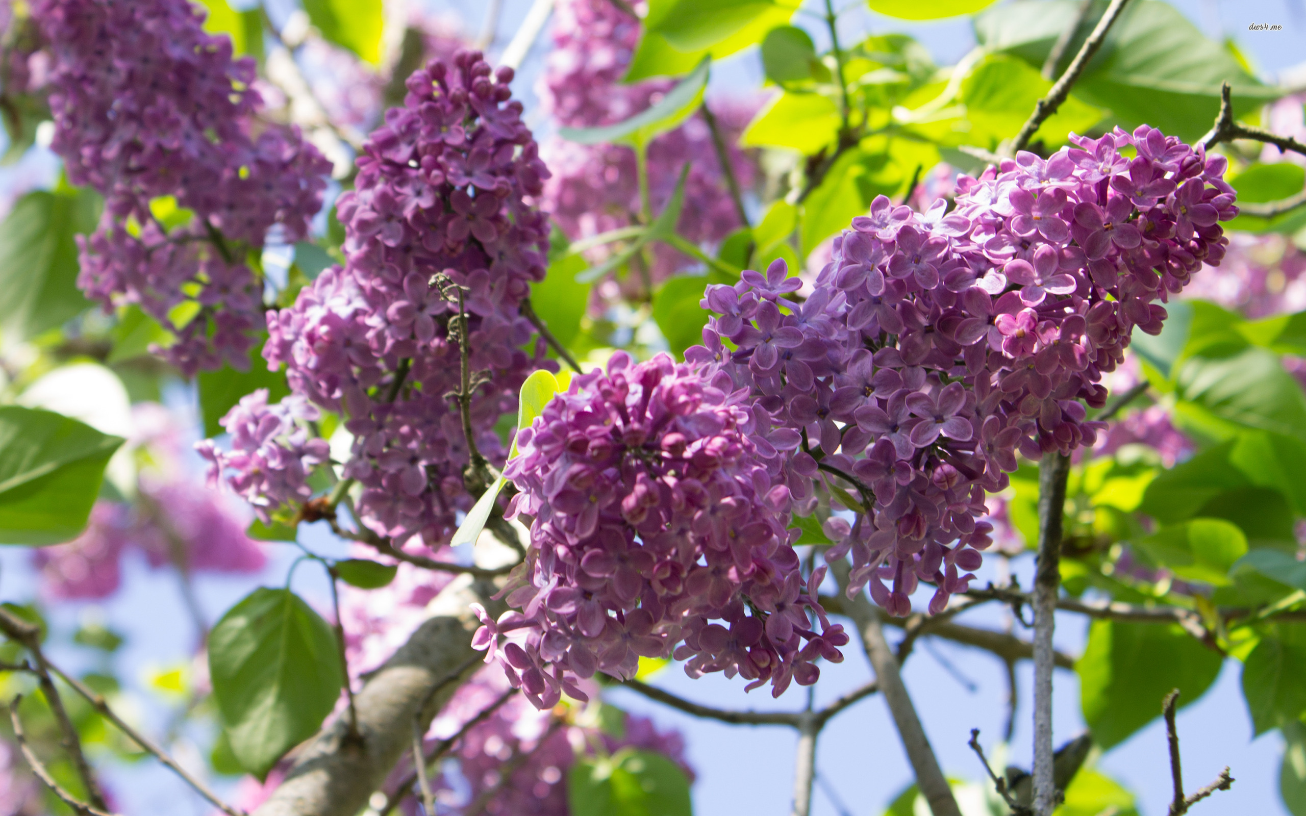 Nature Lilac HD Wallpaper | Background Image