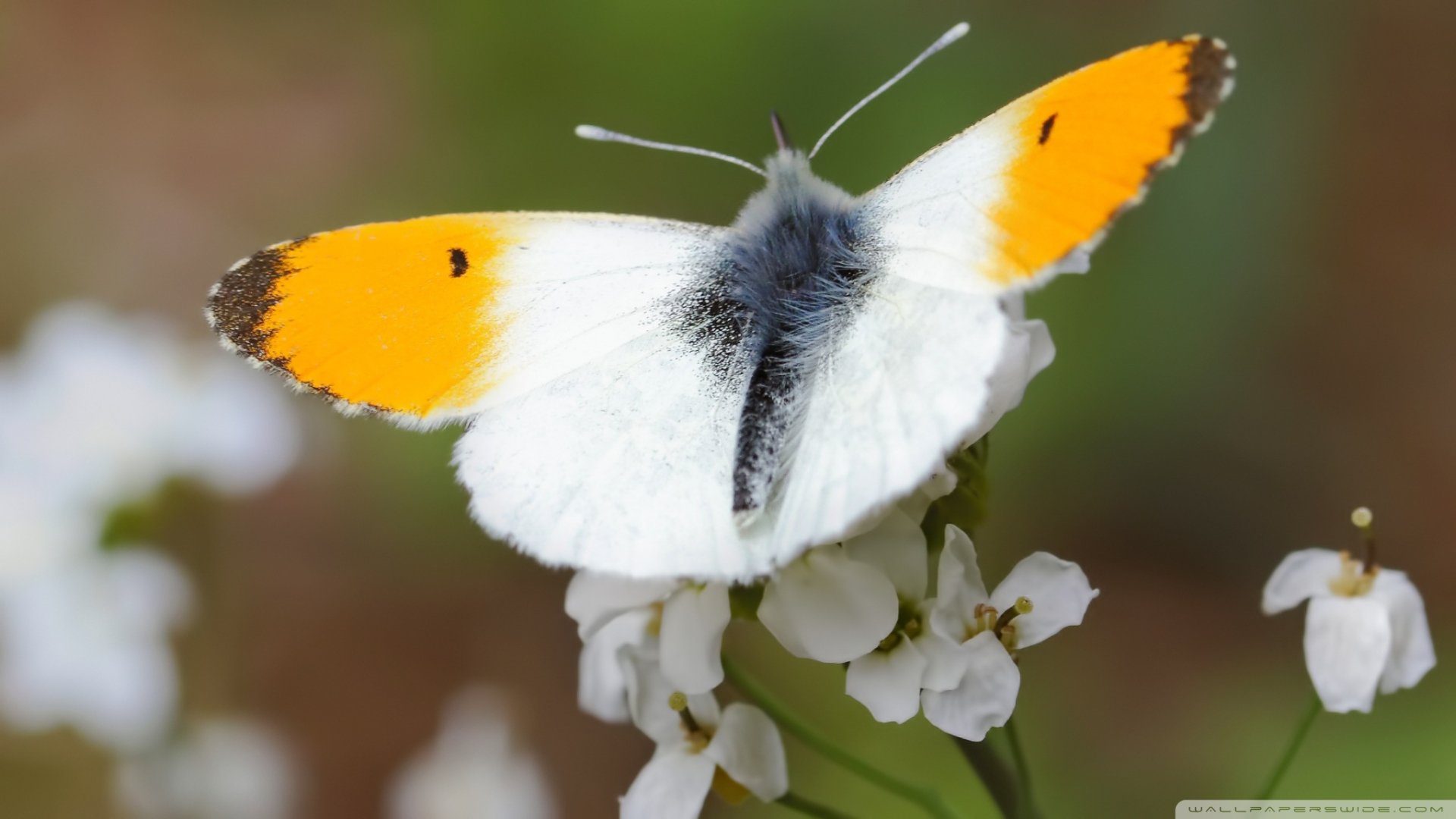 A vibrant butterfly with orange and white wings perched on delicate white flowers, set against a soft blurred background, creating an enchanting HD PC desktop wallpaper.