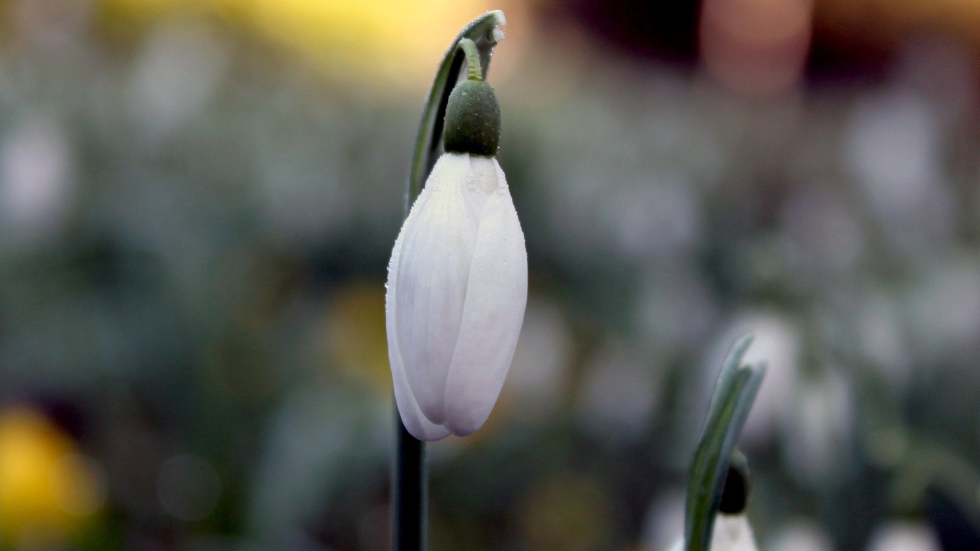 Download Nature Snowdrop HD Wallpaper