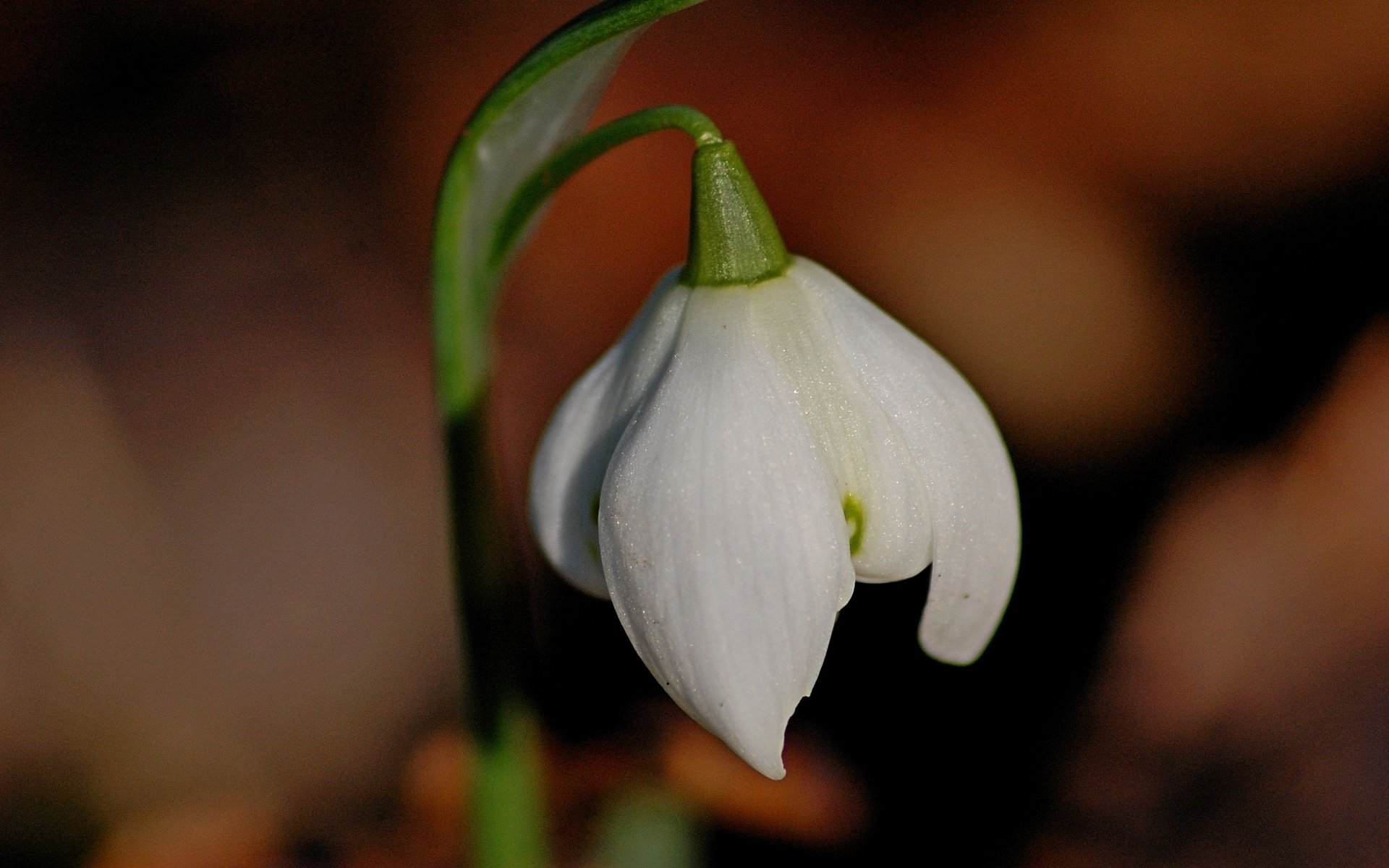 Download Nature Snowdrop HD Wallpaper