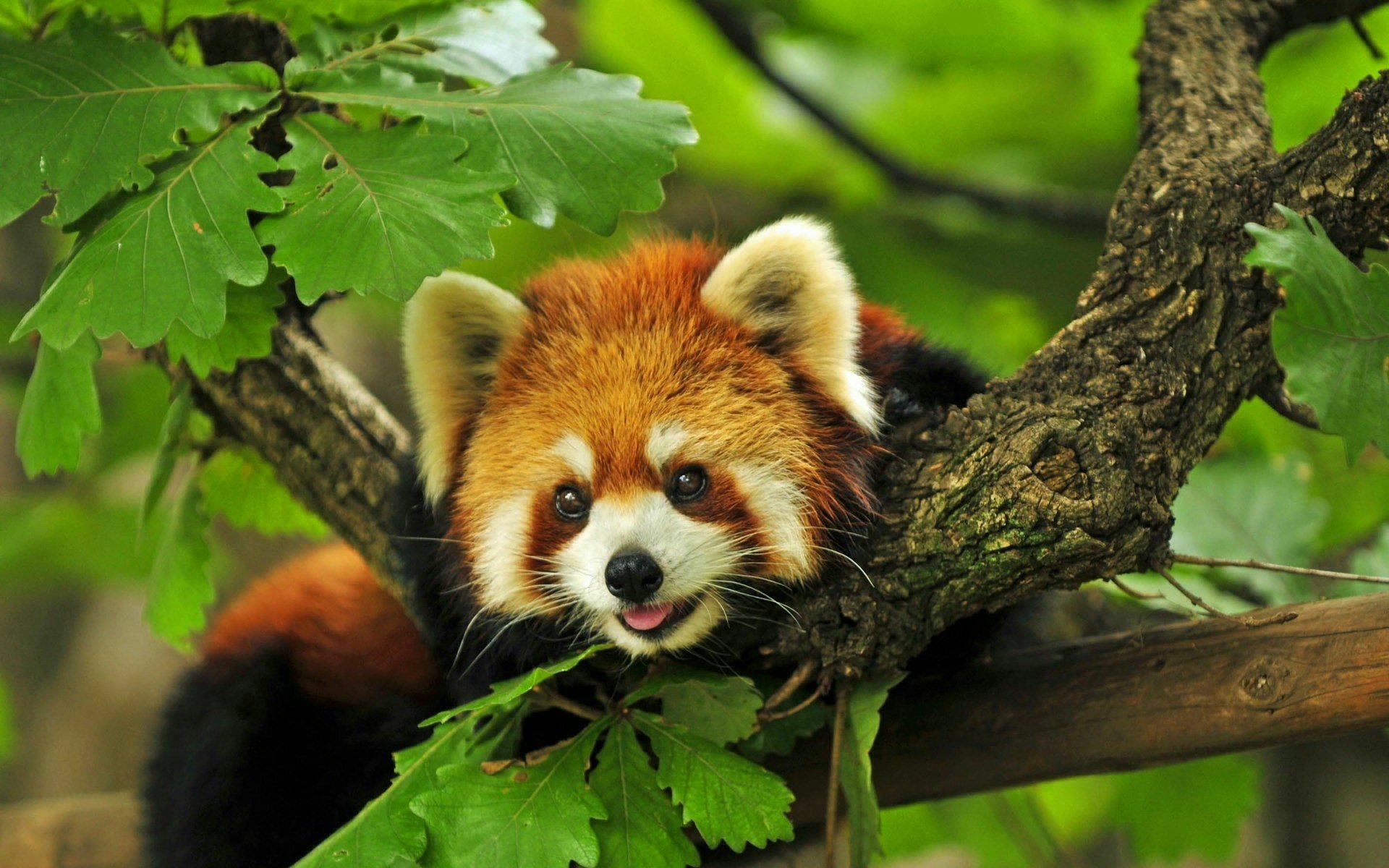 red panda Full HD 壁纸 and 背景 | 2560x1440 