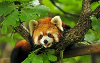 141 Red Panda Hd Wallpapers Background Images Wallpaper Abyss