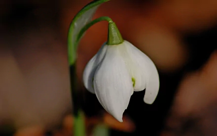 nature snowdrop HD Desktop Wallpaper | Background Image