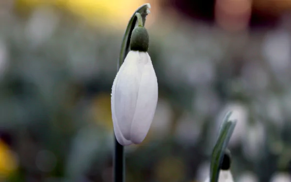 nature snowdrop HD Desktop Wallpaper | Background Image