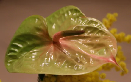 nature anthurium HD Desktop Wallpaper | Background Image