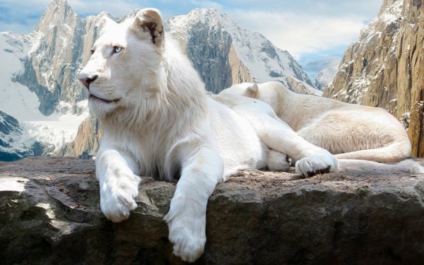 Animaux White Lion Lion Fond d'écran HD | Image