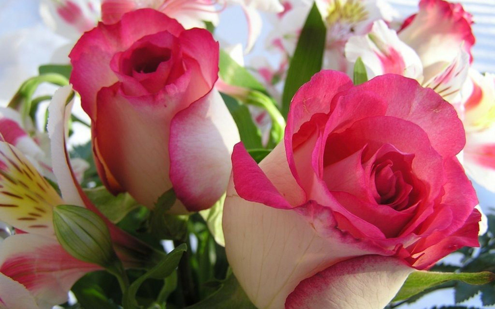 Download Flower Nature Rose HD Wallpaper