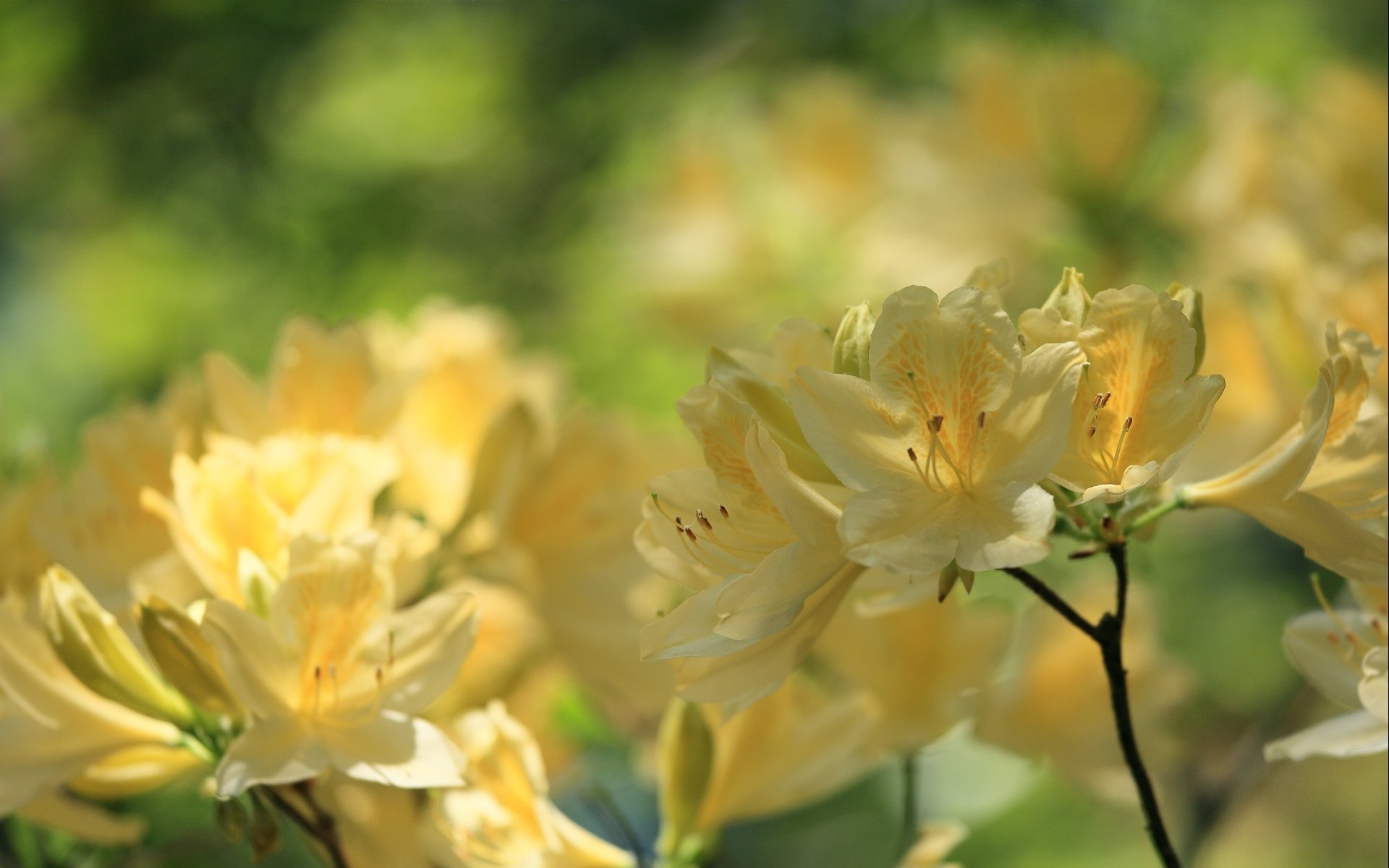 Nature Azalea HD Wallpaper