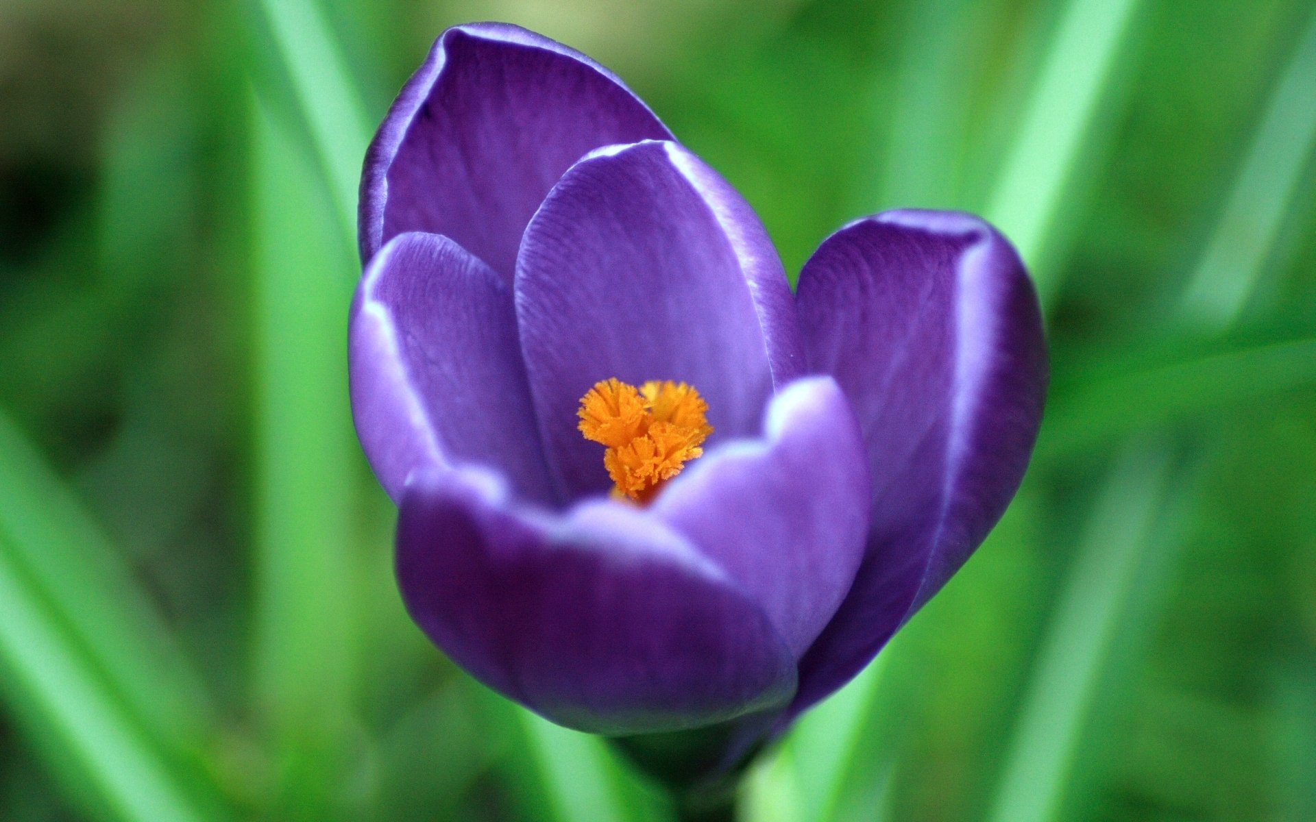 Download Nature Crocus HD Wallpaper