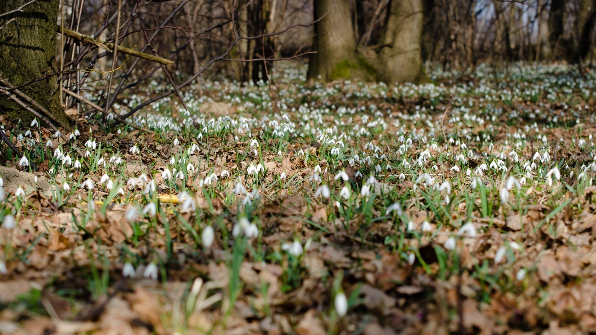 Download Nature Snowdrop HD Wallpaper