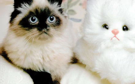 HD PC desktop wallpaper featuring a close-up of a fluffy cat with striking blue eyes next to a white plush cat toy.