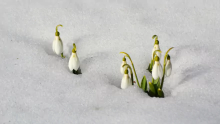 nature snowdrop HD Desktop Wallpaper | Background Image