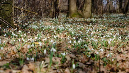 nature snowdrop HD Desktop Wallpaper | Background Image