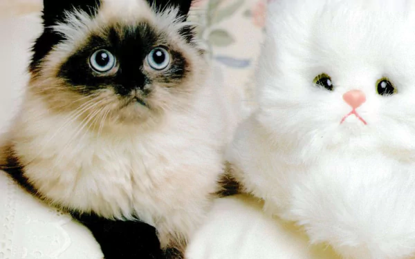 HD PC desktop wallpaper featuring a close-up of a fluffy cat with striking blue eyes next to a white plush cat toy.