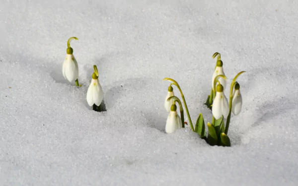 HD PC desktop wallpaper featuring delicate snowdrop flowers emerging through a soft blanket of snow in a serene nature setting.