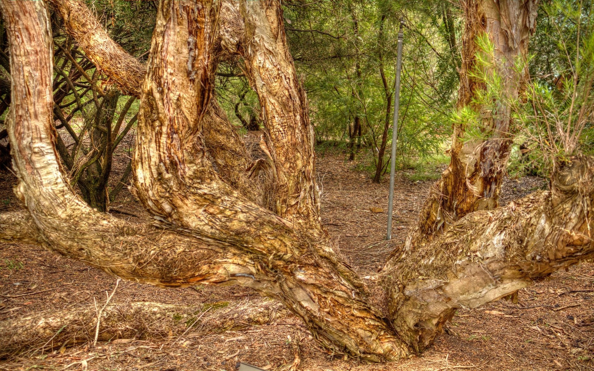 Download Nature Twisted Tree HD Wallpaper