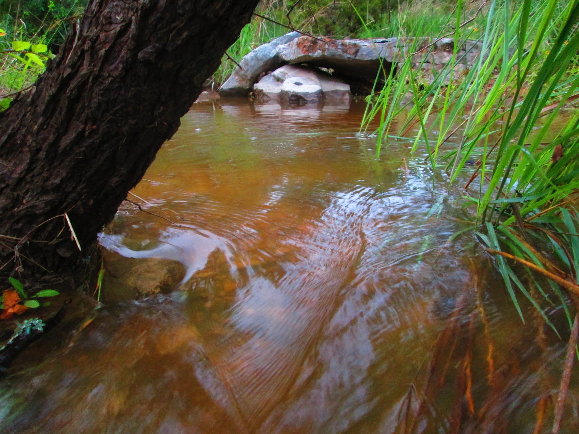A tranquil nature scene featuring a clear stream flowing under a tree, captured in stunning 4K Ultra HD for a vivid PC desktop wallpaper and background.