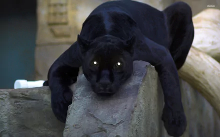 A striking black panther lounges on a rock, showcasing its sleek fur and piercing eyes, creating a captivating HD background for any desktop wallpaper.