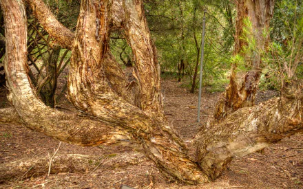 nature twisted tree HD Desktop Wallpaper | Background Image
